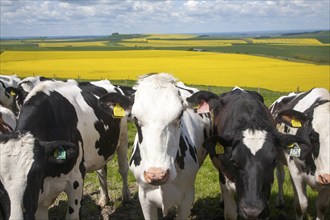 Young cattle standing high on chalk downland with oil seed rape crop in background, Tan Hill, All