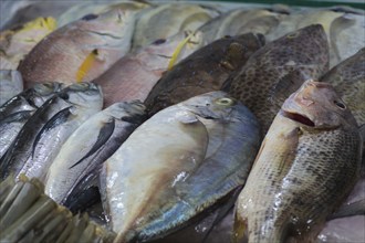 Various types of fresh sea fish on the market