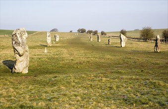 Lines of standing sarsen stones form the Avenue, Avebury World Heritage site, Wiltshire, England,