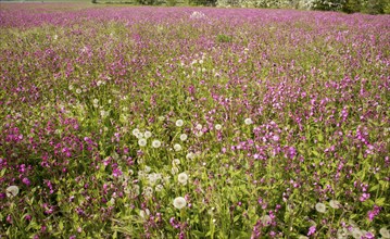 Red campion, Silene dioica, flowering chalk upland grassland Salisbury Plain, near Tilshead,