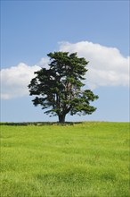 Old pine tree in Oberägeri, Canton Zug, Switzerland, Europe