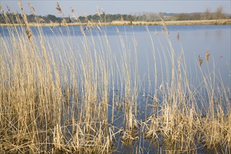 Reeds growing by lake in winter at Bawdsey, Suffolk, England, United Kingdom, Europe