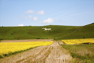 White horse figure carved in chalk scarp slope at Alton Barnes, Wiltshire, England, United Kingdom,