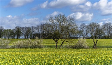 Landscape on Rügen, Mecklenburg-Western Pomerania, Germany, Europe