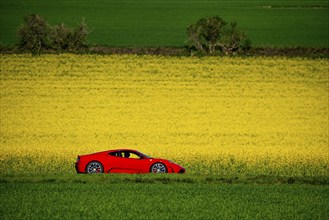 Country road by a flowering rape field, landscape near Mülheim an der Ruhr, Germany, Europe