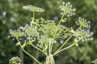 Giant hogweed plant, the plant parts, especially the sap, are poisonous, the sap triggers a