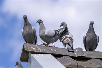 Carrier pigeons, on a pigeon loft, pigeon fancier, Mülheim, North Rhine-Westphalia, Germany, Europe