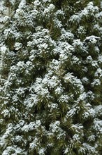 Fir tree branch covered with hoarfrost. Abstract floral background, garden and winter concept.