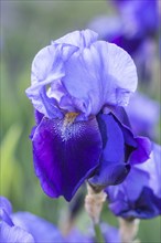 Colorful purple irises in a botanical garden