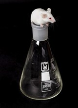 One small white laboratory mouse on the glass flask