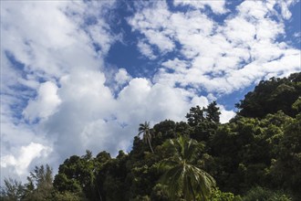 Beautiful clouds and blue sky over palm trees