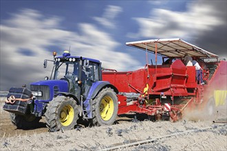 Tractor with harvester harvesting potatoes