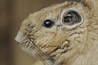 Gundi or common gundi (Ctenodactylus gundi), captive, occurring in North Africa