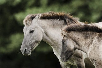 Dülmener Wildpferd, mare with foal, Merfelder Bruch, Dülmen, North Rhine-Westphalia, Germany,