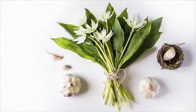 Wild garlic and garlic presented on a white background, emphasises natural freshness, wild garlic,