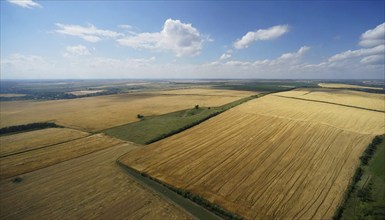 Agriculture, Crop fields, Wheat fields, Ripe wheat, Aerial view, AI generated, AI generated