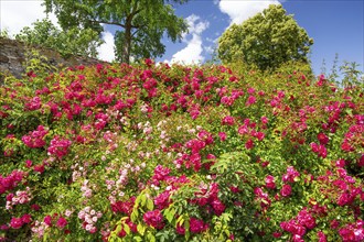 Rose blossom in the garden of Hämelschenburg Castle, Weser Renaissance castle, municipality of