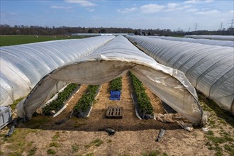 Open field strawberry cultivation in a foil greenhouse, young strawberry plants growing, near