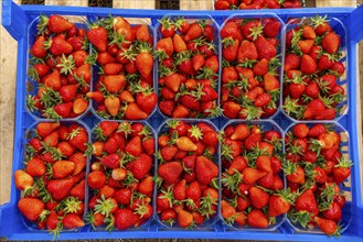 Harvest of strawberries, strawberry cultivation in the open, under a foil tunnel, young strawberry