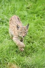 Eurasian lynx (Lynx lynx) youngster walking through the grass, Bavaria, Germany, Europe