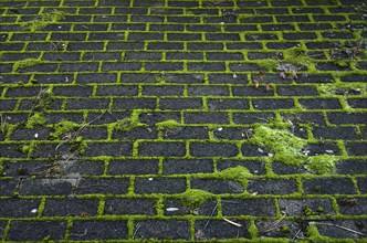 Moss, moss covering, proliferates in the joints of paving stones, Stuttgart, Baden-Württemberg,