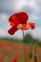 Poppy flower (Papaver rhoeas), Franconia, Bavaria, Germany, Europe