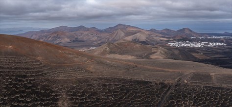 Grapevines growing in black volcanic soil in protected enclosed pits, La Geria, Lanzarote, Canary