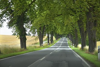 Chestnut avenue (Castanea) on a country road, Mecklenburg-Western Pomerania, Germany, Europe