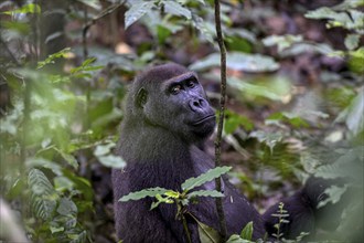 Western lowland gorilla (Gorilla gorilla gorilla) near the Baï-Hokou forest clearing, female,