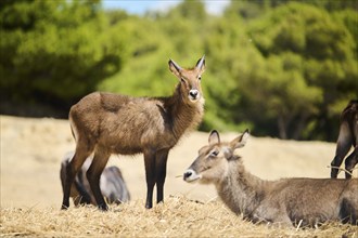 Waterbuck (Kobus defassa) in the dessert, captive, distribution Africa