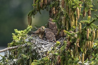 Common kestrel (Falco tinnunculus), female adult bird feeding young birds not yet ready to fly in