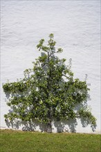 A pear tree, espalier fruit growing on a house wall, Salem Castle, former imperial abbey, former