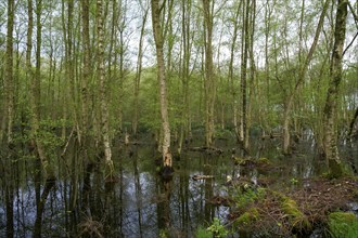 Zwillbrocker Venn, nature reserve, Zwillbrock, Vreden, North Rhine-Westphalia, Germany, Europe