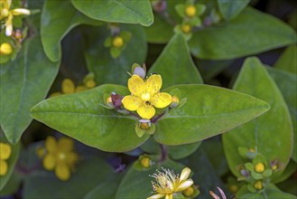 Flower of St John's wort (Hypericum erectum), Bavaria, Germany, Europe