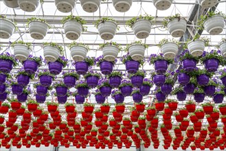 Horticultural business, flower pots, so-called petunia ampel, grow in a greenhouse, under the glass