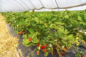 Harvest of strawberries, strawberry cultivation in the open, under a foil tunnel, young strawberry