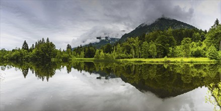 Water reflection in the moor pond, near Oberstdorf, Oberallgäu, Allgäu, Bavaria, Germany, Europe