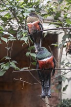 Collared trogon (Trogon collaris), Walsrode Bird Park, Lower Saxony, Germany, Europe