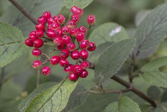 Viburnum lantana (Viburnum lanatum), Emsland, Lower Saxony, Germany, Europe