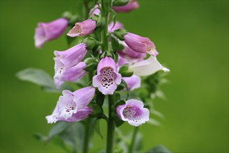 Common foxglove (Digitalis purpurea), flowering, Elllerstadt, Germany, Europe