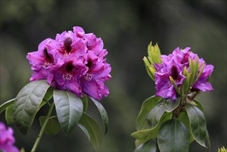 Rhododendron (Rhododendron), flower, flowering, Germany, Europe