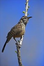 Cactus wren (Campylorhynchus brunneicapillus), adult, on wait, Sonora Desert, Arizona, North