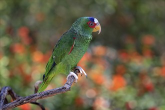 White-fronted amazon (Amazona albifrons), adult, in perch, Sonora Desert, Arizona, North America,