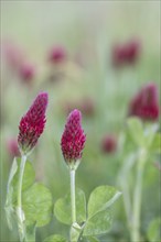 Incarnate clover (Trifolium incarnatum), Emsland, Lower Saxony, Germany, Europe