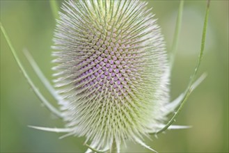 Wild teasel (Dipsacus fullonum), inflorescence in front of flowering, close-up, North