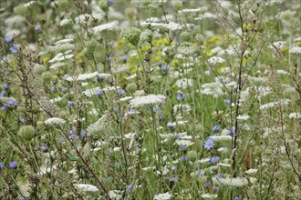 Wild carrot, Summer, Saxony, German