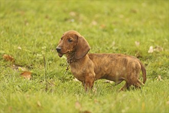 Dachshund, dachshund, young animal, 12 weeks old