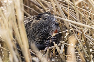 Nutria (Myocastor coypus), beaver rat, foraging in reeds, wildlife, Germany, Europe