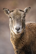 Portrait of a brown goat with an attentive gaze and a blurred background, Germany, Europe