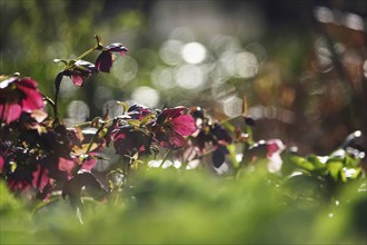 Lenzrosen (Helleborus orientalis), March, Germany, Europe